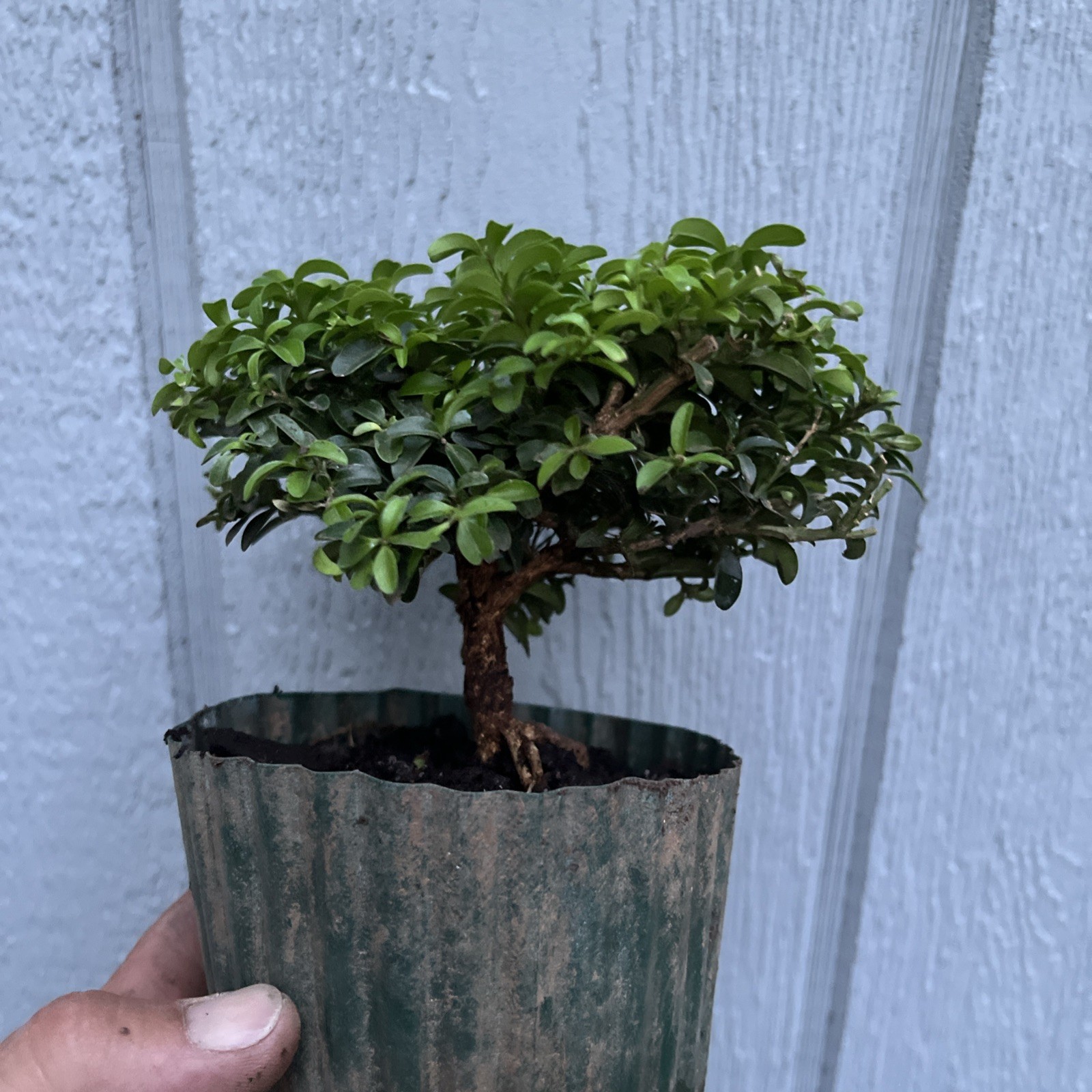 Kingsville boxwood Pre Bonsai Stock – Tree #7
