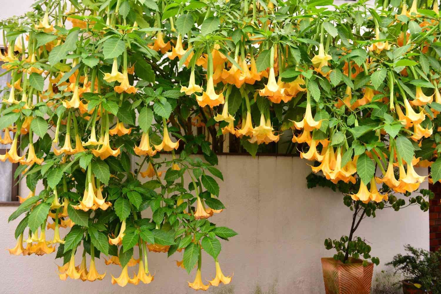 15 Cuttings of Brugmansia Angels Trumpet Plant Apricot Queen Very Fragrant!