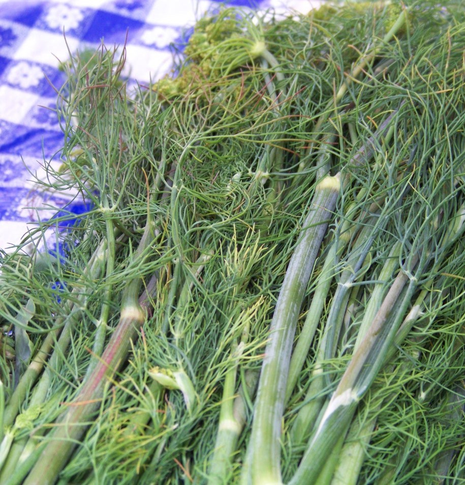 315 SEEDS – dill DUKAT snip DILL WEED fresh herb GroCo USA – BUY 15-SHIPS FREE