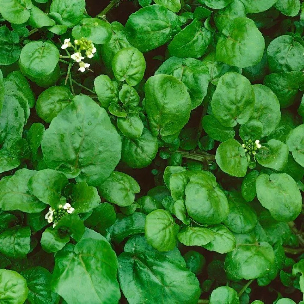 300+ Watercress Cress Seeds – True — Heirloom — Organic — NON GMO — FRESH