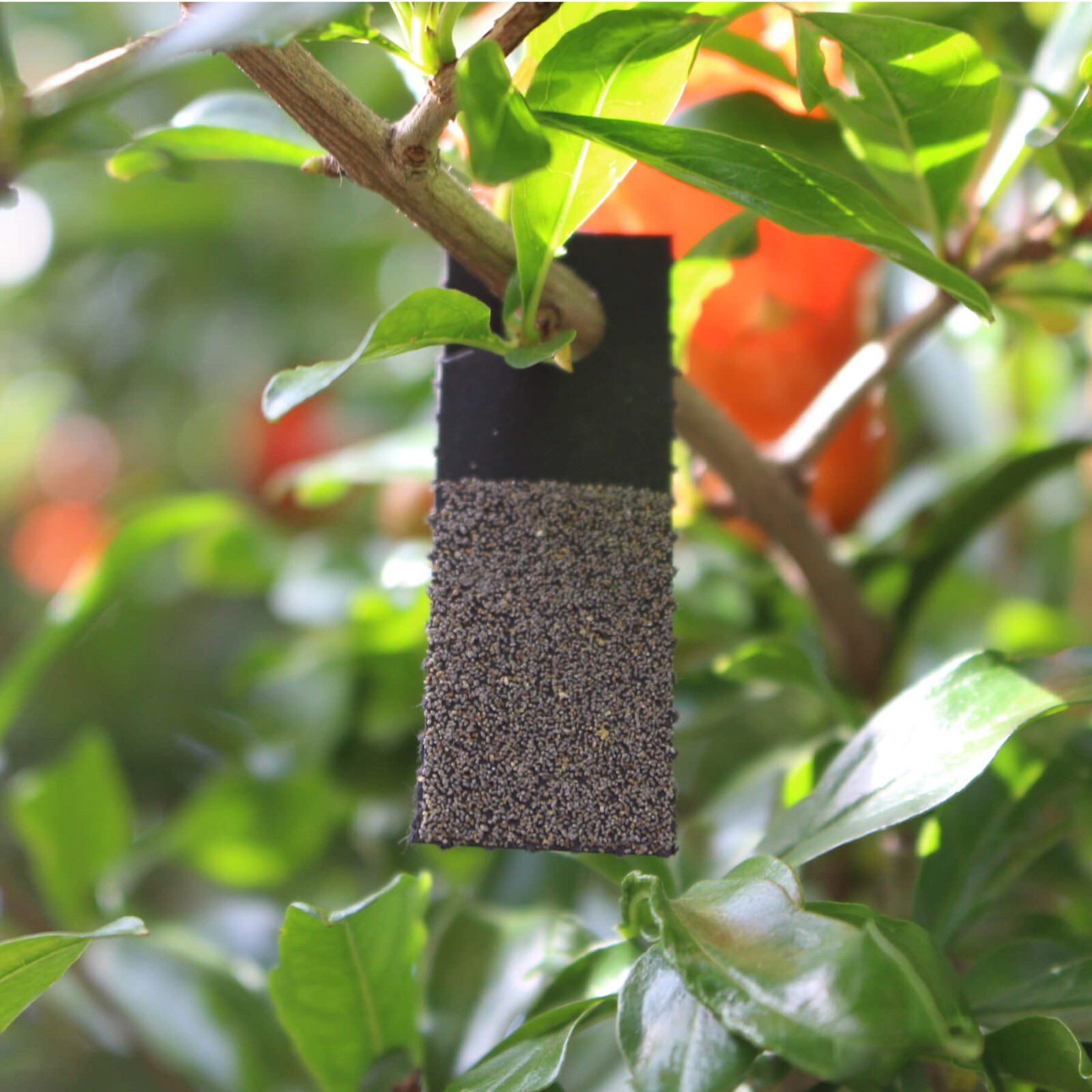 Bug Sales Caterpillar & Moth Exterminator – Trichogramma 3 Squares/ 10,000 Eggs