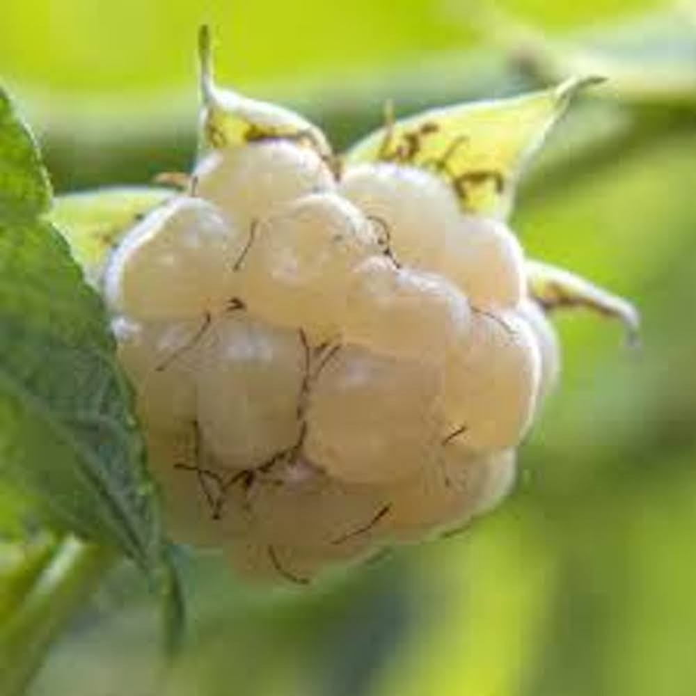 5 Snowbank Blackberry Rubus White Blackberry Starter Plug