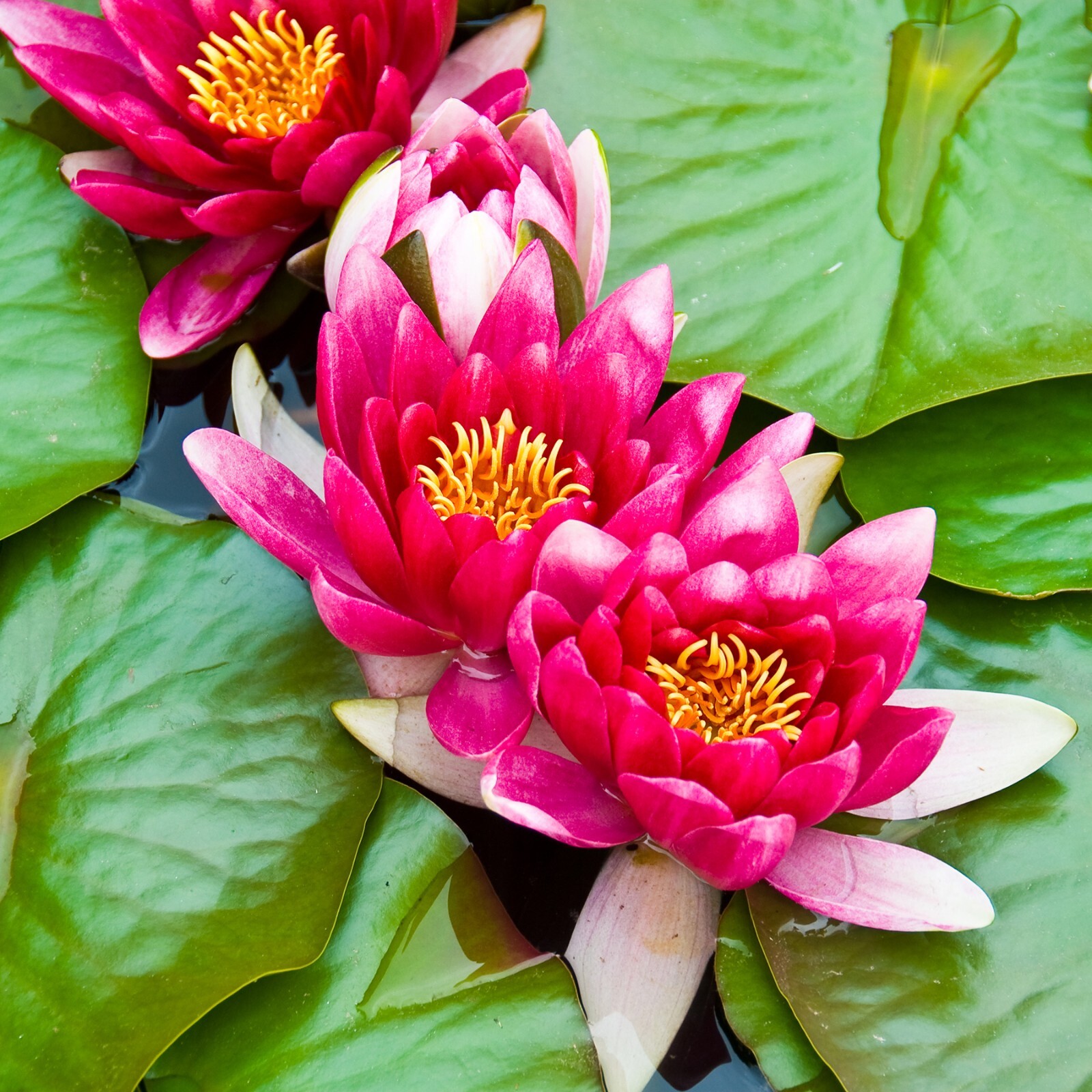 Asst Color Live Hardy Water Lily Tubers Aquatic Pond Plants Lilies