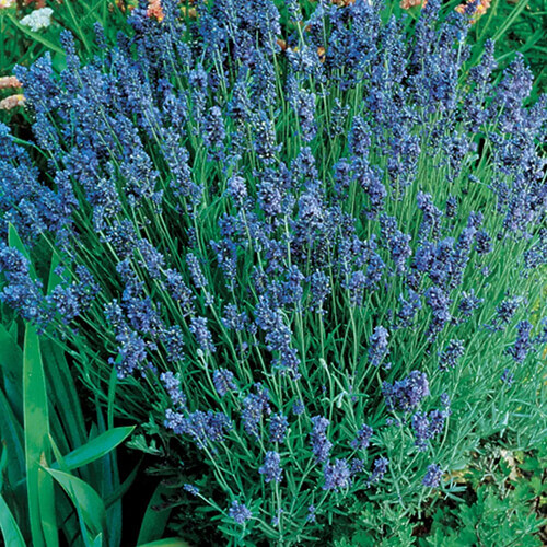 Lady Lavender Seeds | 25 Seeds | Heirloom – Non-GMO | Free Shipping | 1138
