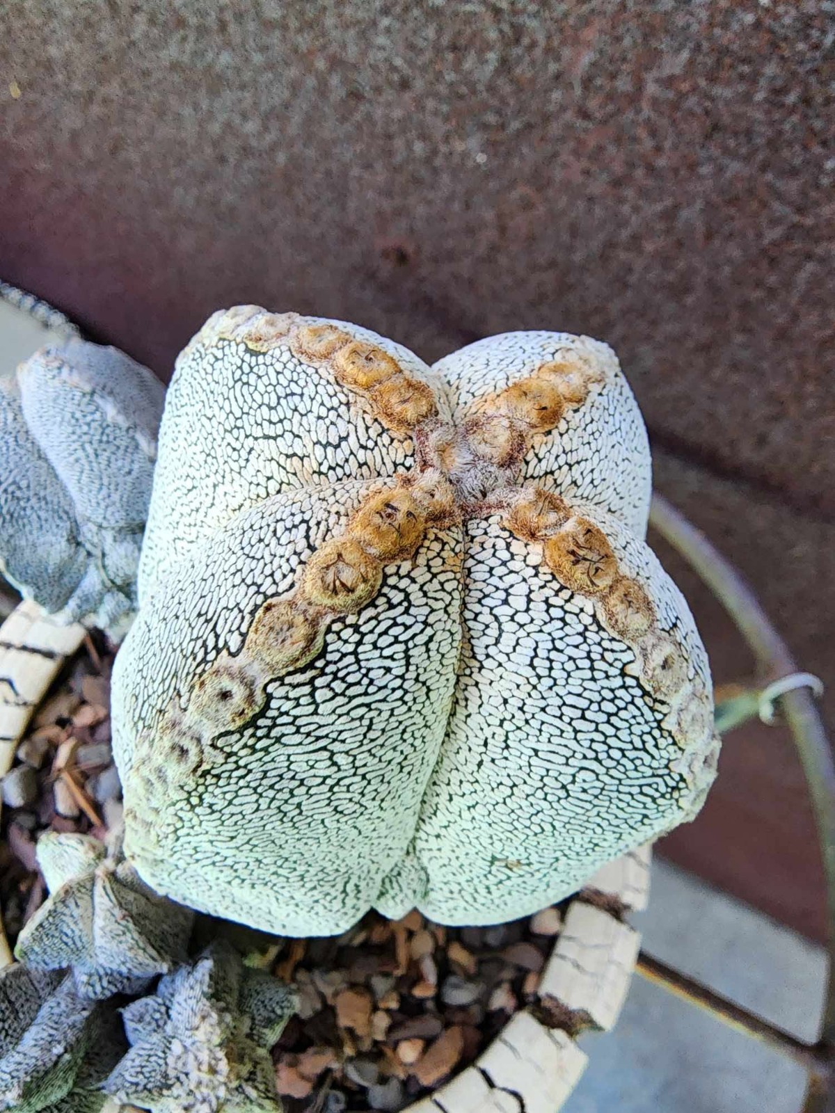Astrophytum Myriostigma cv. Onzuka with pups! Rare Cactus – Japan – Exact