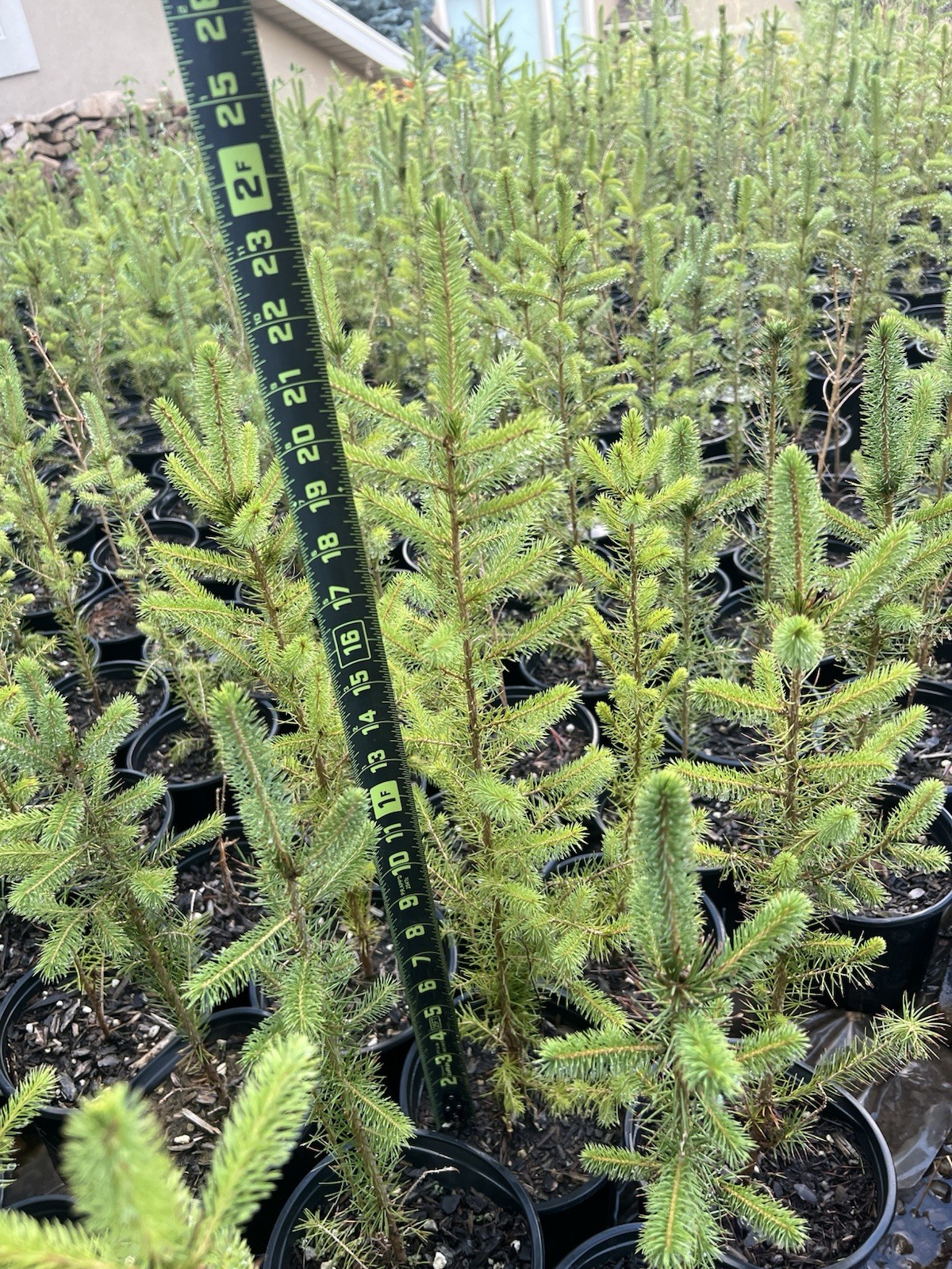 Norway Spruce Tree Seedlings Ready To Plant