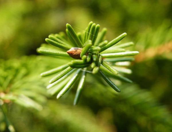 Picea orientalis | Oriental Spruce | Caucasian Spruce | 20 Seeds