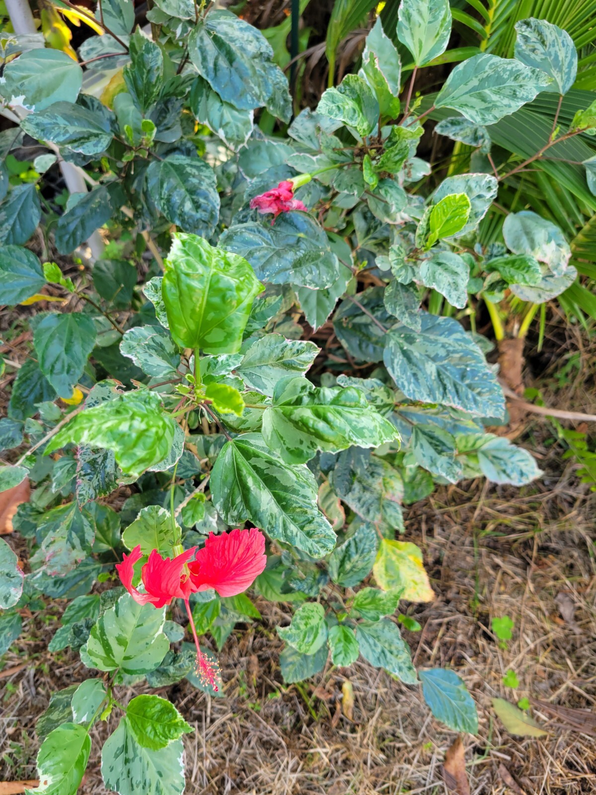 ~SNOW QUEEN~ Rosa-Sinesis Variegated Green White Leaves & Red Flower