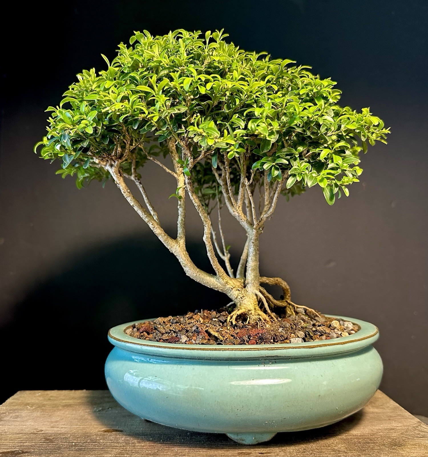Bonsai Tree Kingsville Boxwood Forest Group 15-20 Years Old, Glazed Chinese Pot