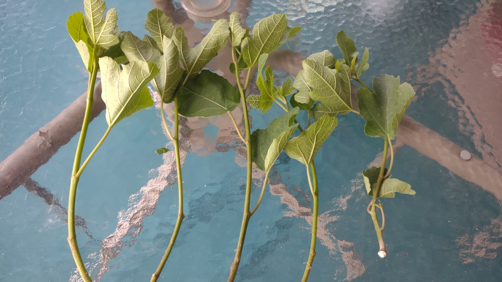 6 Cuttings branches Hardy Chicago Organic Fig Tree