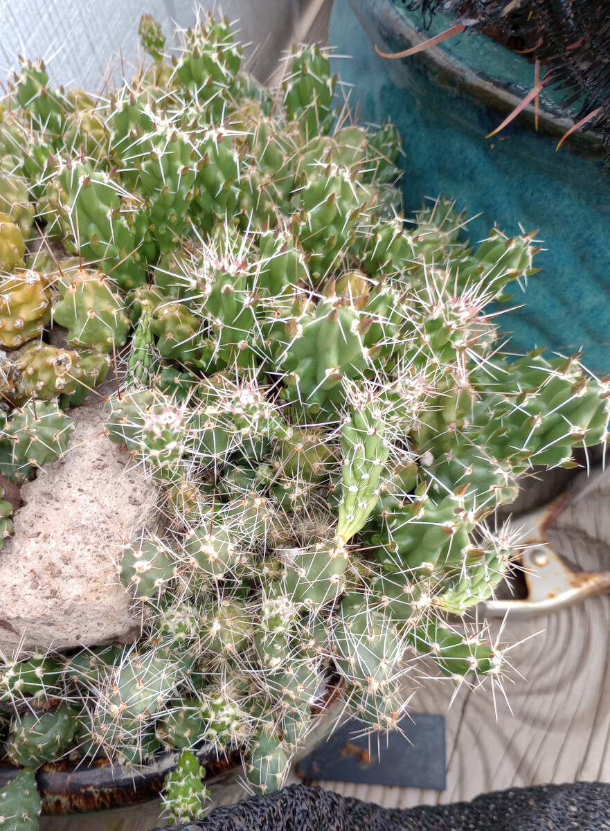 Grusonia bulbispina Rare Durango, Zacatecas Mat Forming Cactus 4 Cuttings
