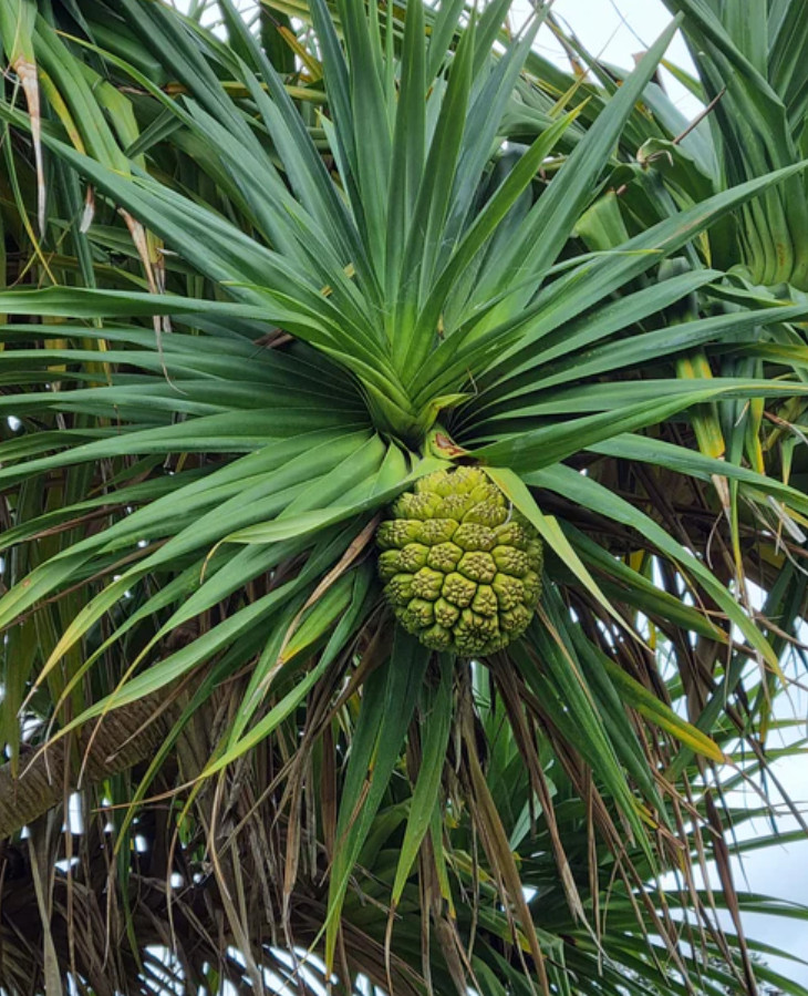 Live Screwpine Palm – 1 Gal – Tropical Ornamental Plant – No shipping to CA