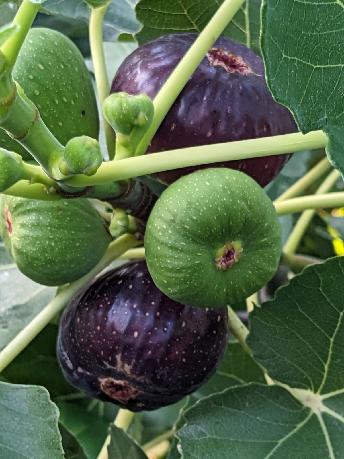 10x Black Mission Franciscan Fig Tree cuttings For Grafting Rooting Cut Fresh