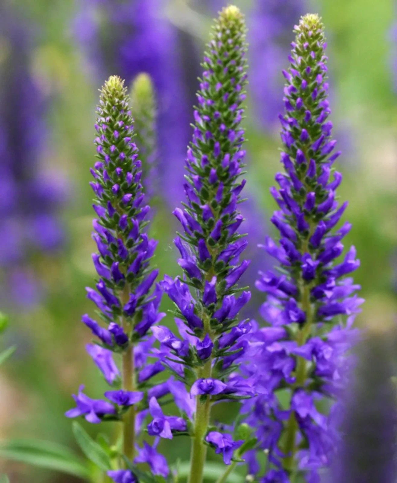 3 Grosso Lavender-Lavandin Lavandula Intermedia/ “Fat Spike” in 4 Inch Pots USA
