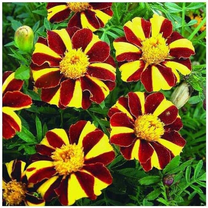 100+ seeds of French Marigold COURT JESTER , 2024 harvested Non-GMO