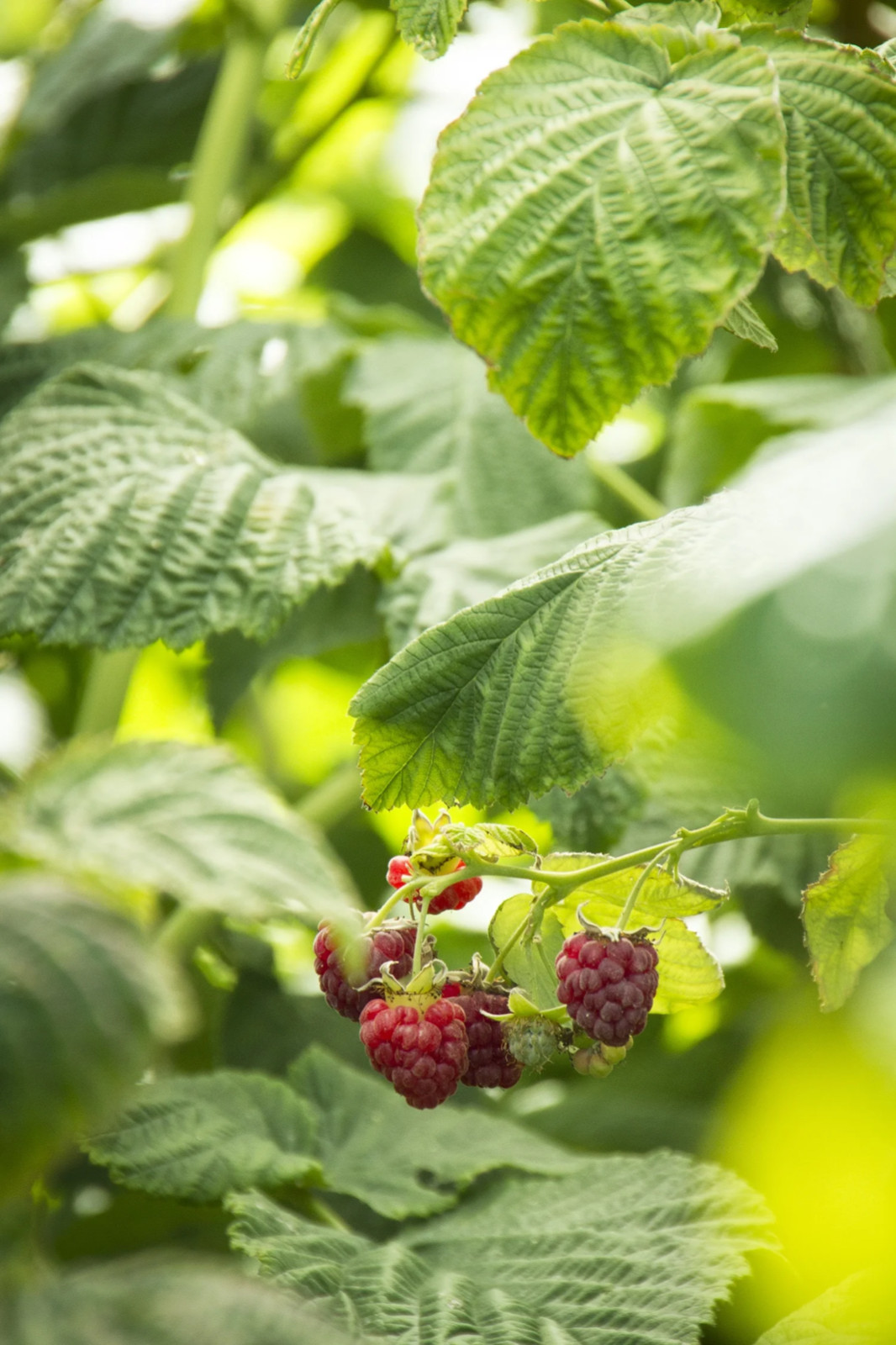 5 Canby Thornless Raspberry – Rubus idaeus – Starter Plug