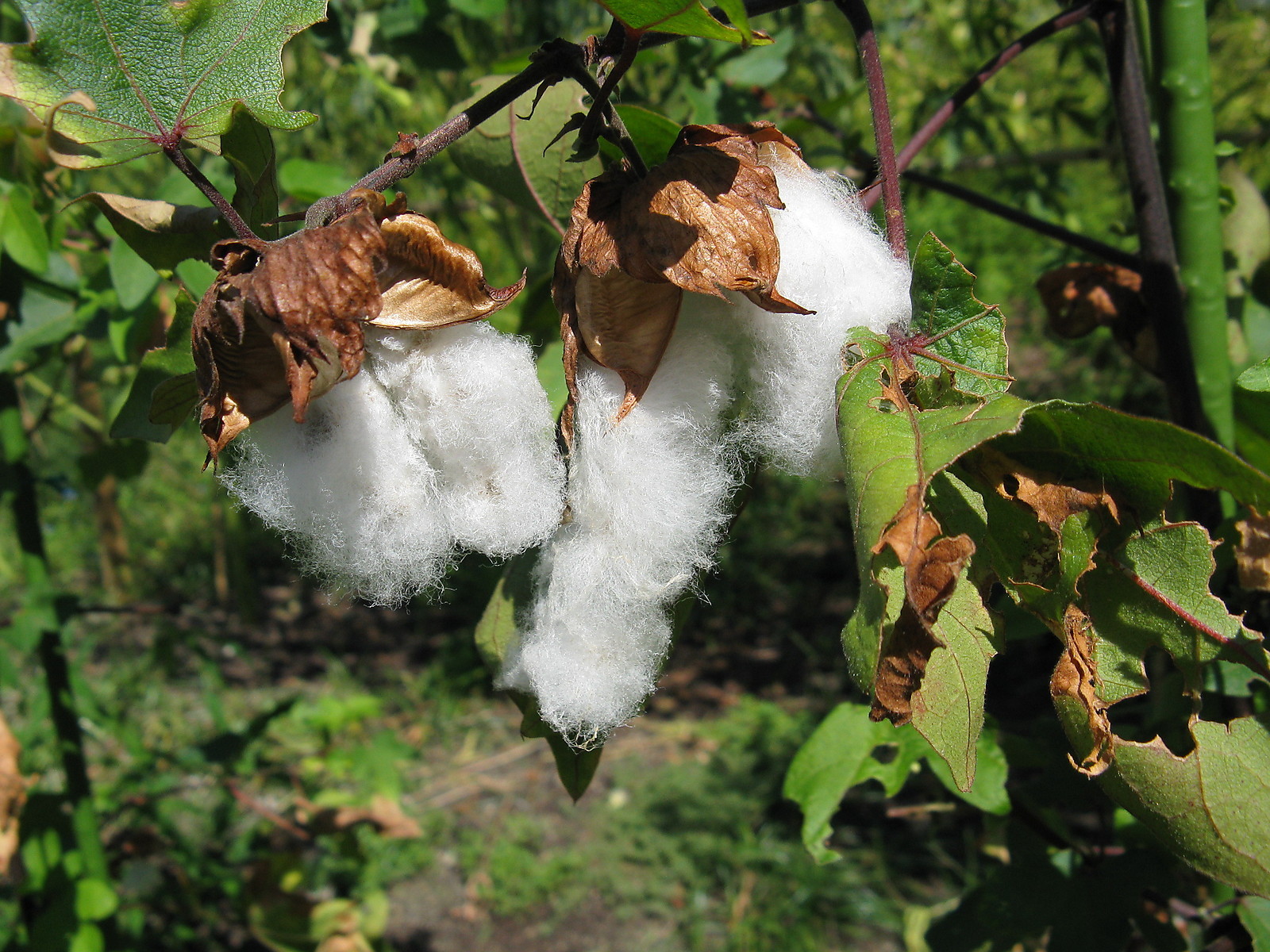 Gossypium arboreum RED FLOWERED TREE COTTON SEEDS!