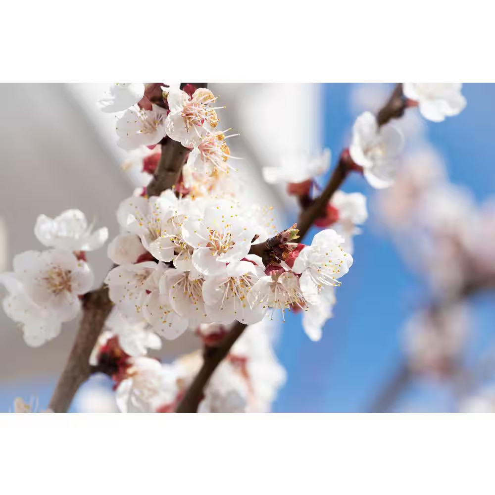 Dwarf Blenheim Apricot Tree (Bare-Root, 3 Ft. to 4 Ft Tall, 2-Years Old) NEW