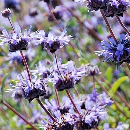 Salvia Clevelandii Blue Purple Cleveland Sage 7 Live 6″ Flower Plant Cuttings