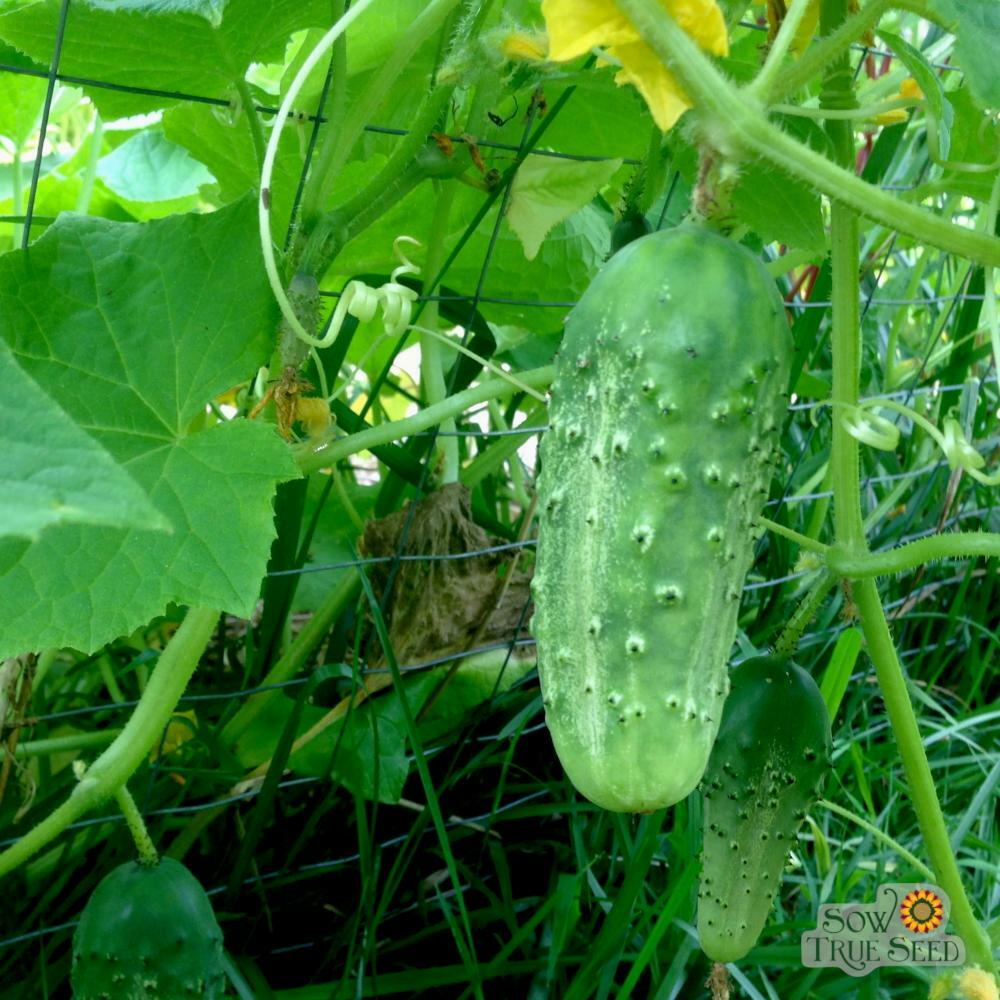25 BOSTON PICKLING CUCUMBER SEEDS FRESH HARVEST FOR GARDENS