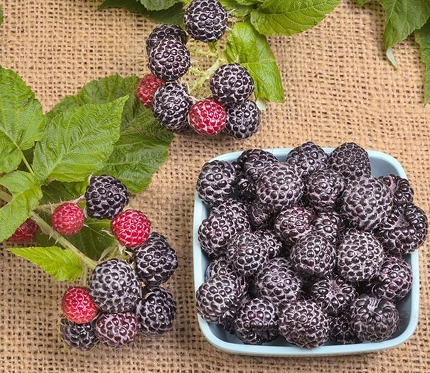 3 Black Raspberry Plants “Jewel” (3 Large 1 Year Old Plug Plants) Zones: 5-9