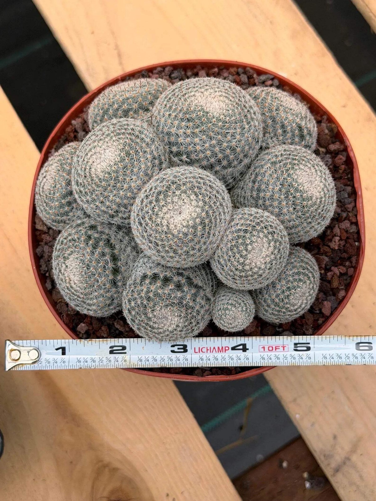 Mammillaria Perbella Cluster Cactus – Rare Live Plant #694