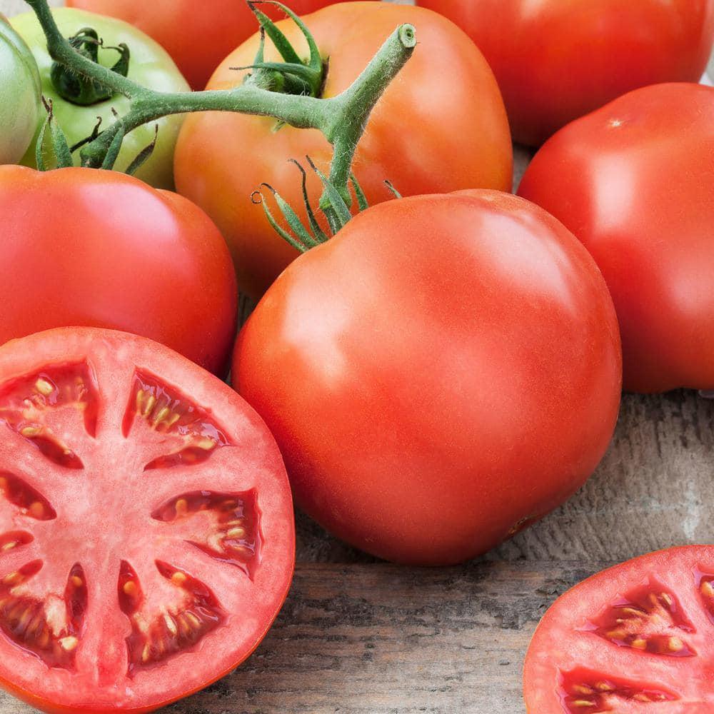 Bonnie Plants 2-Pack Big Beef Tomato 19 oz Disease-Resistant Non-GMO Full Sun