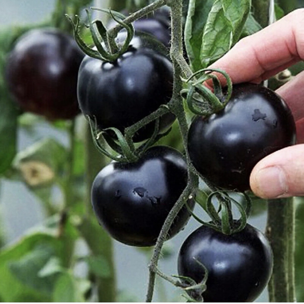 Black Cherry Tomato Seeds Heirloom Non GMO Sweet Juicy Garden Planting 50 Seeds