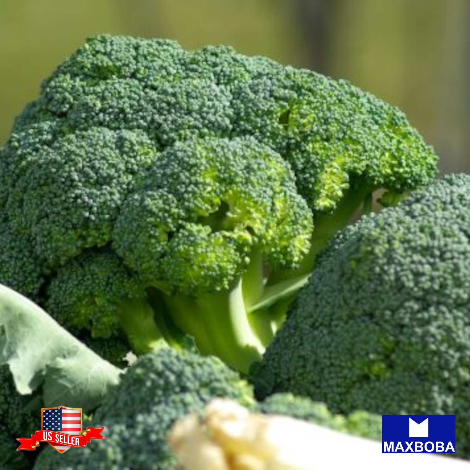 Fresh!! Broccoli Seeds Non-GMO Heirloom Vegetable