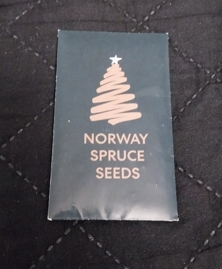 Rockefeller Christmas Tree Norway Spruce Seeds Plant Your Own
