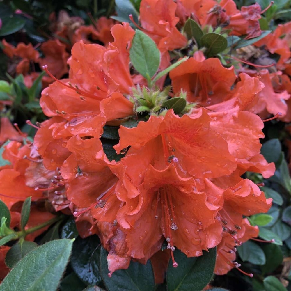Azaleas Mundo Perfectos Rebloomings Orange Landscapes Outdoors Live Plant 4″ Pot