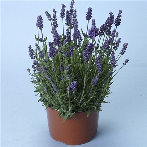 LAVANDULA ANGUSTIFOLIA ‘MUNSTEAD’ (72 CELLS) Plugs