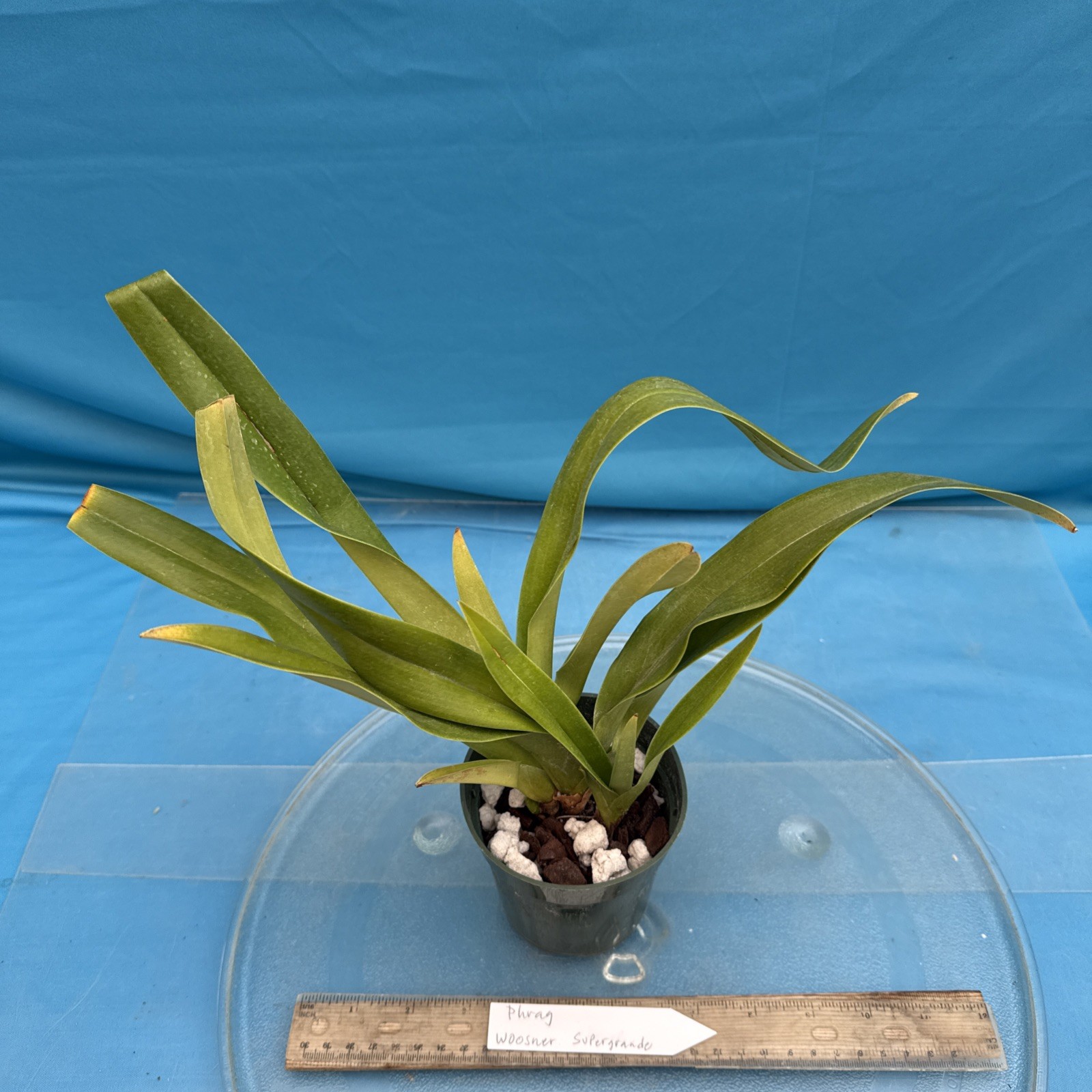 Phragmipedium Wossner Supergrande Olive Green Red Orchid 3 Growths 3.5” Pot