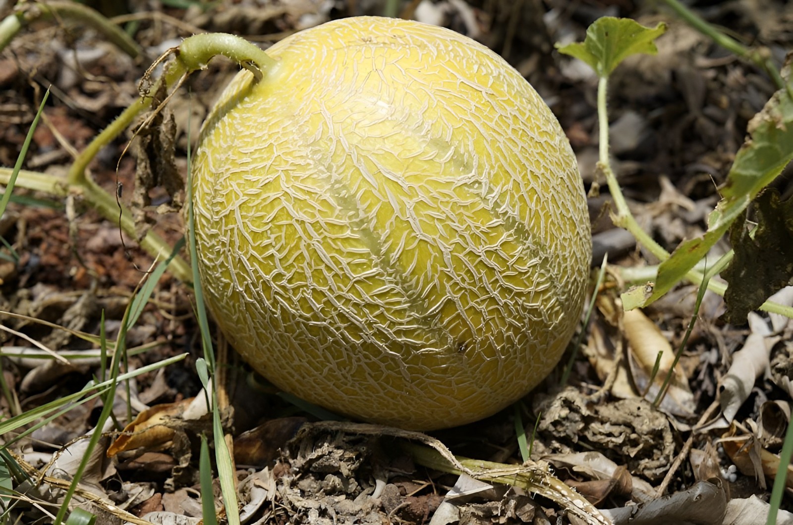 50 Heirloom Minnesota Midget Melon Seeds – Super Sweet – Super Fast Growing!