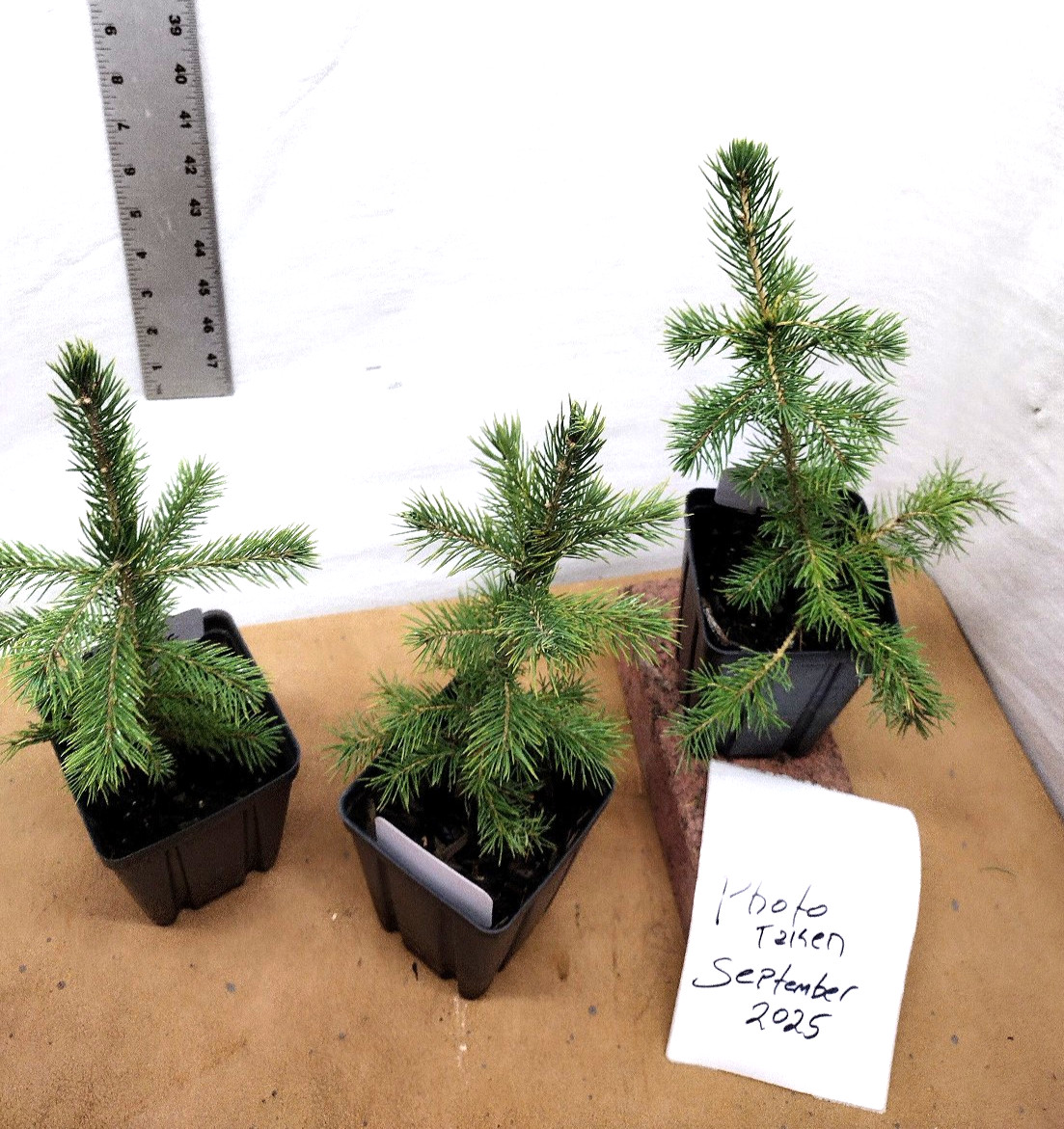 Black Hills Spruce 2 year old tree. Picea glanca var densata. mariana.