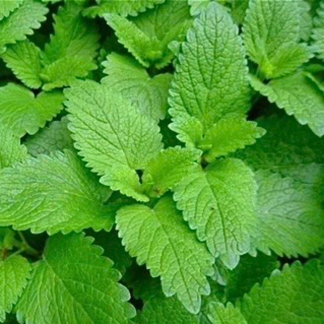 500++ LEMON BALM SEEDS (Melissa officinalis) – NON GMO , Heirloom Seeds | USA