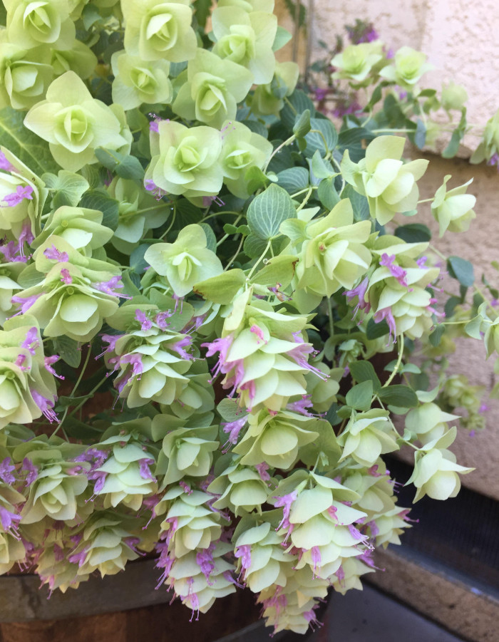 Kent Beauty Oregano Plug Plant – 2-5″ Tall – Trailing Ornamental Herb for Basket