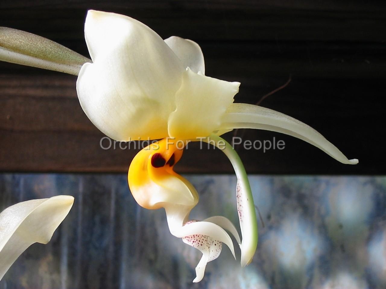 Near Blooming Size Fragrant Orchid Species Stanhopea embreei. Amazing Flowers!