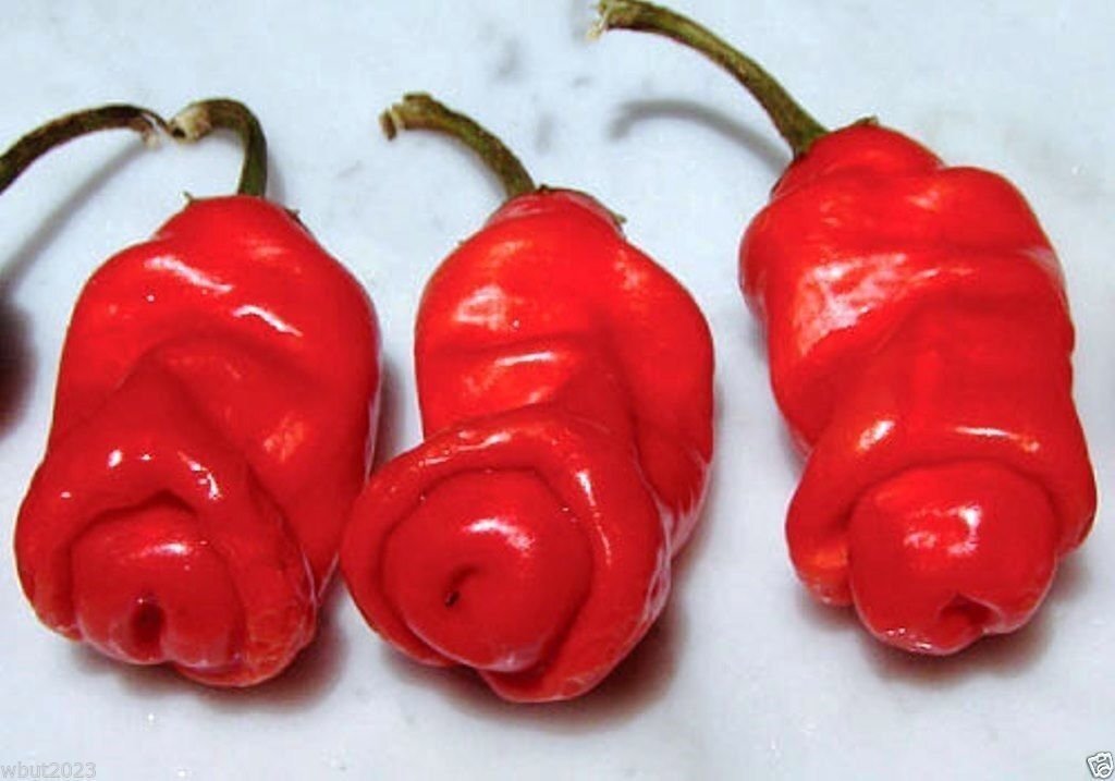 Peter Red chili also known as the Peter Pepper or Penis Pepper, Capsicum annuum.