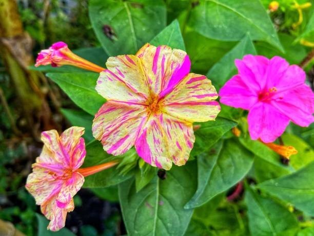25 BROKEN COLORS FOUR O’CLOCK SEEDS | SALE FREE SHIPPING NON GMO HEIRLOOM