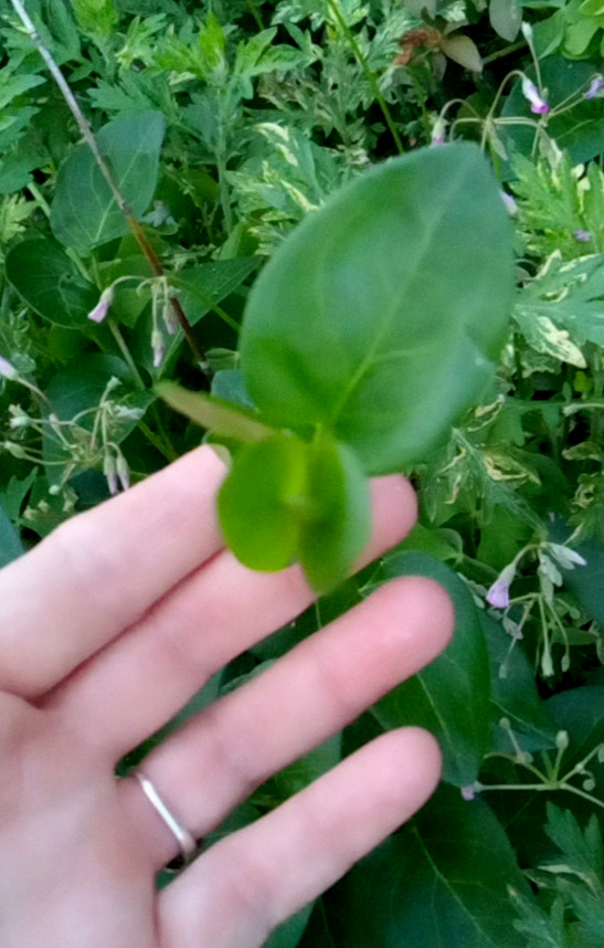 20 Vining Periwinkle ( Vinca major)– Live Bare Root Plants Ready To Plant