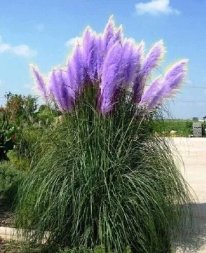 10 Seeds Purple Pampas Grass Lavender Seeds Rare Unusual Stunning