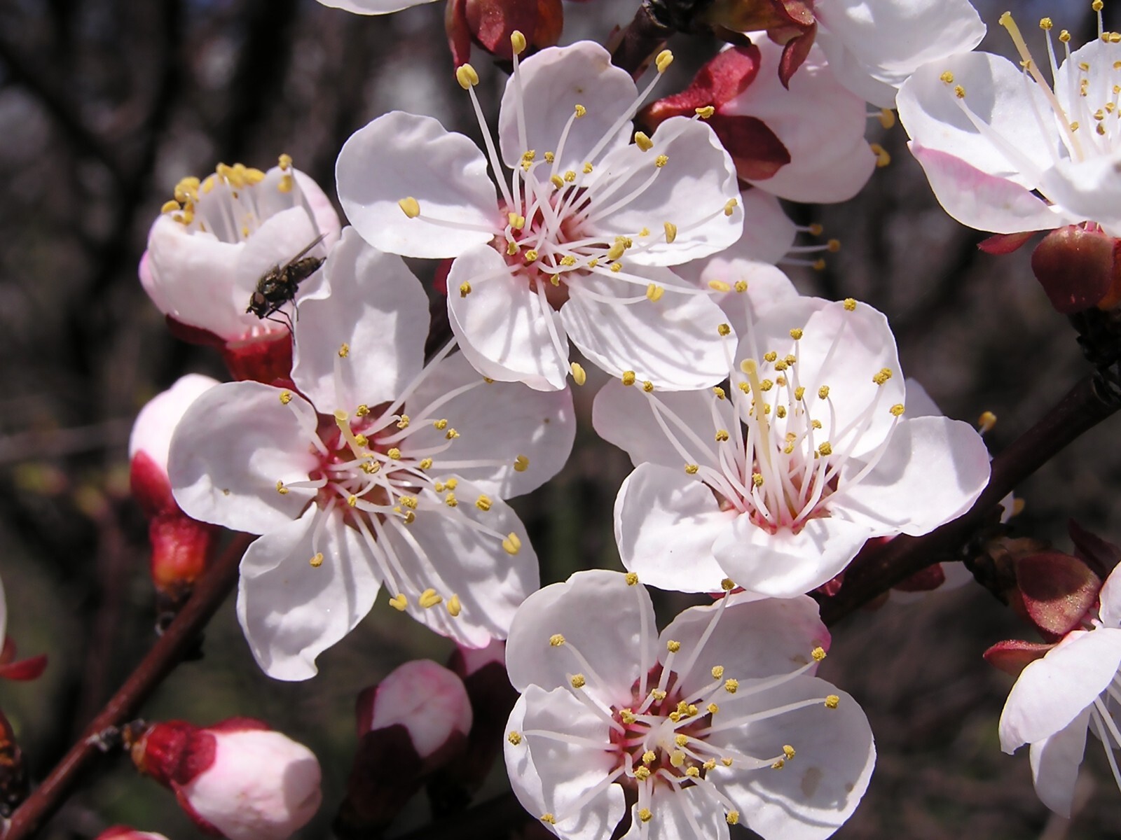 Mandchurian Apricot, Prunus armeniaca mandshurica, Tree Seeds (Hardy, Edible)