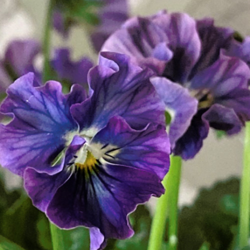 150+ Pansy Seeds (Viola) – Fragrant, Flower Seeds, Annual Seeds, Garden Seeds