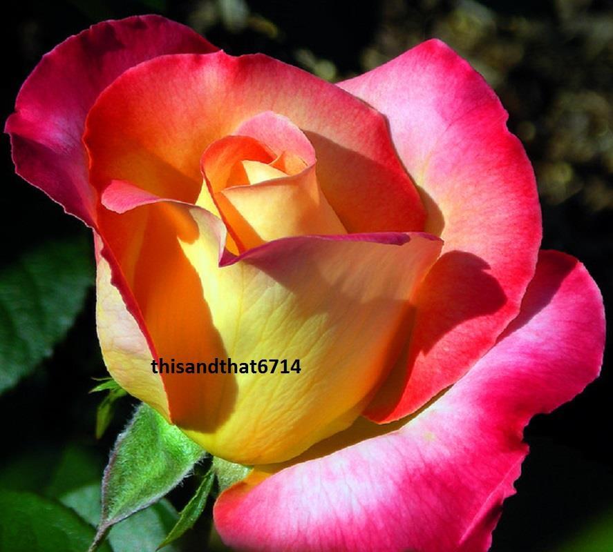 Love & Peace Rose Rose Bush 20 or 100 Seeds~Rare-Free Shipping-USA Seller