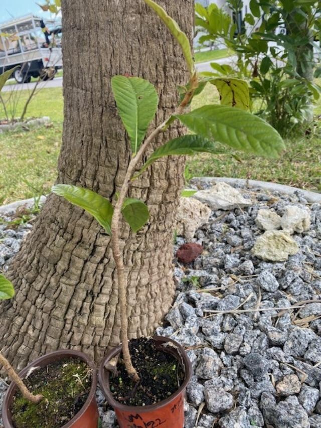 LOQUAT SEEDLINGS (ERYOBORTRYA JAPONICA) JAPANESE PLUM/APRICOT, NISPERO JAPONES