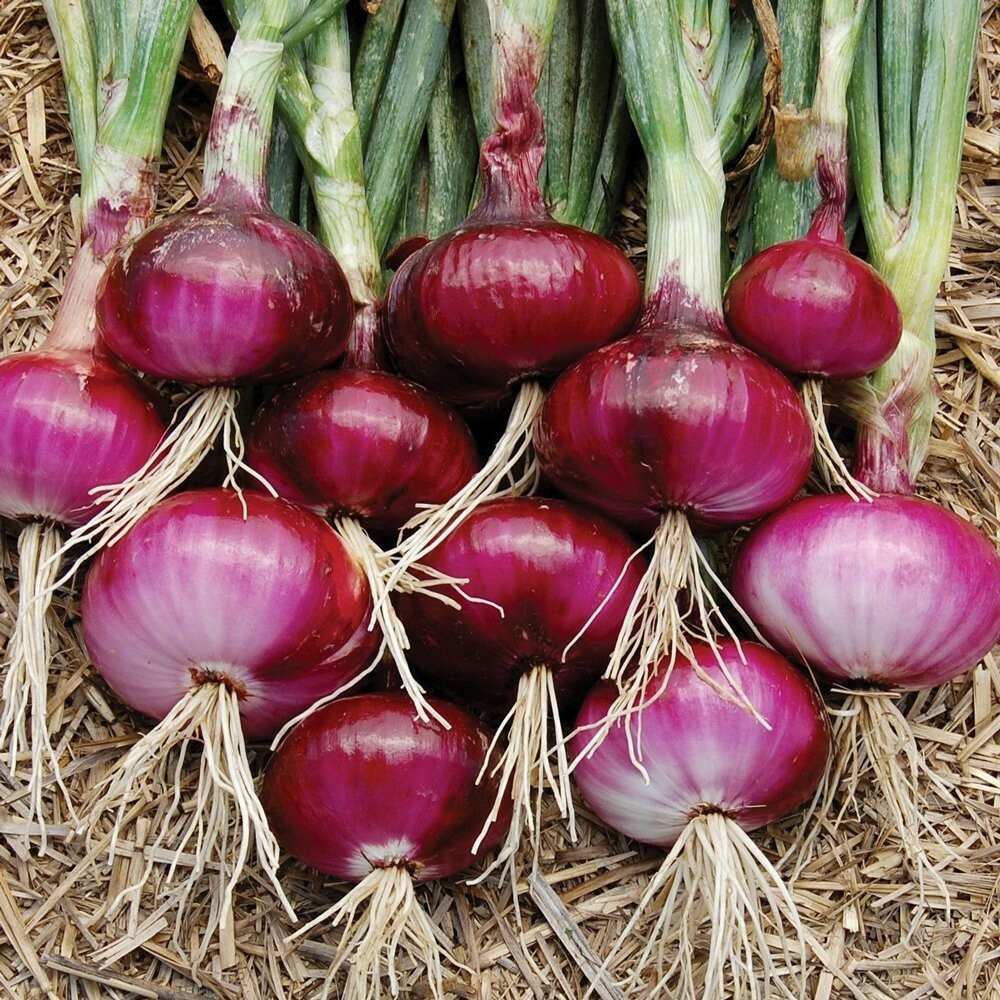 200 RED BURGUNDY ONION SEEDS ~ heirloomseedguy ~ 2026 ~ NON-GMO