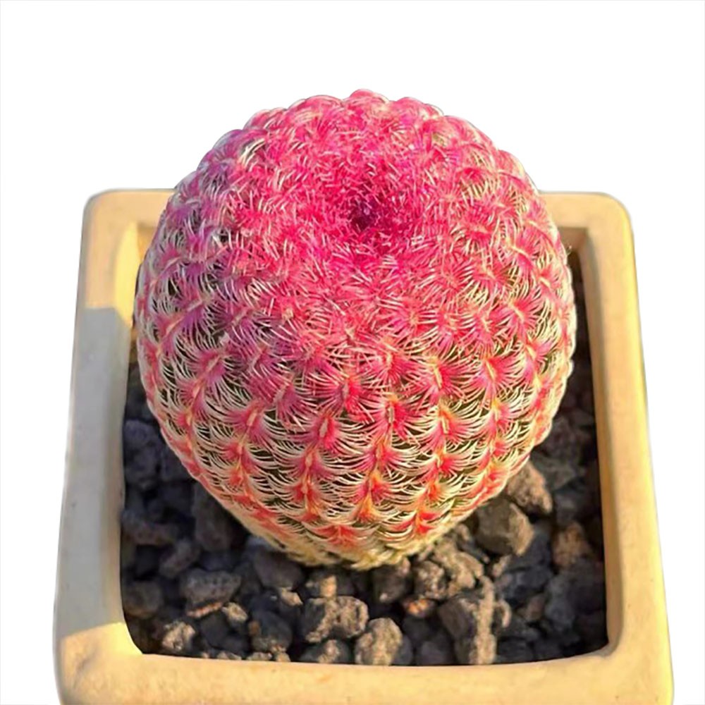 Echinocereus rigidissmus rubispinus Rainbow Hedgehog Cactus Succulent Plants