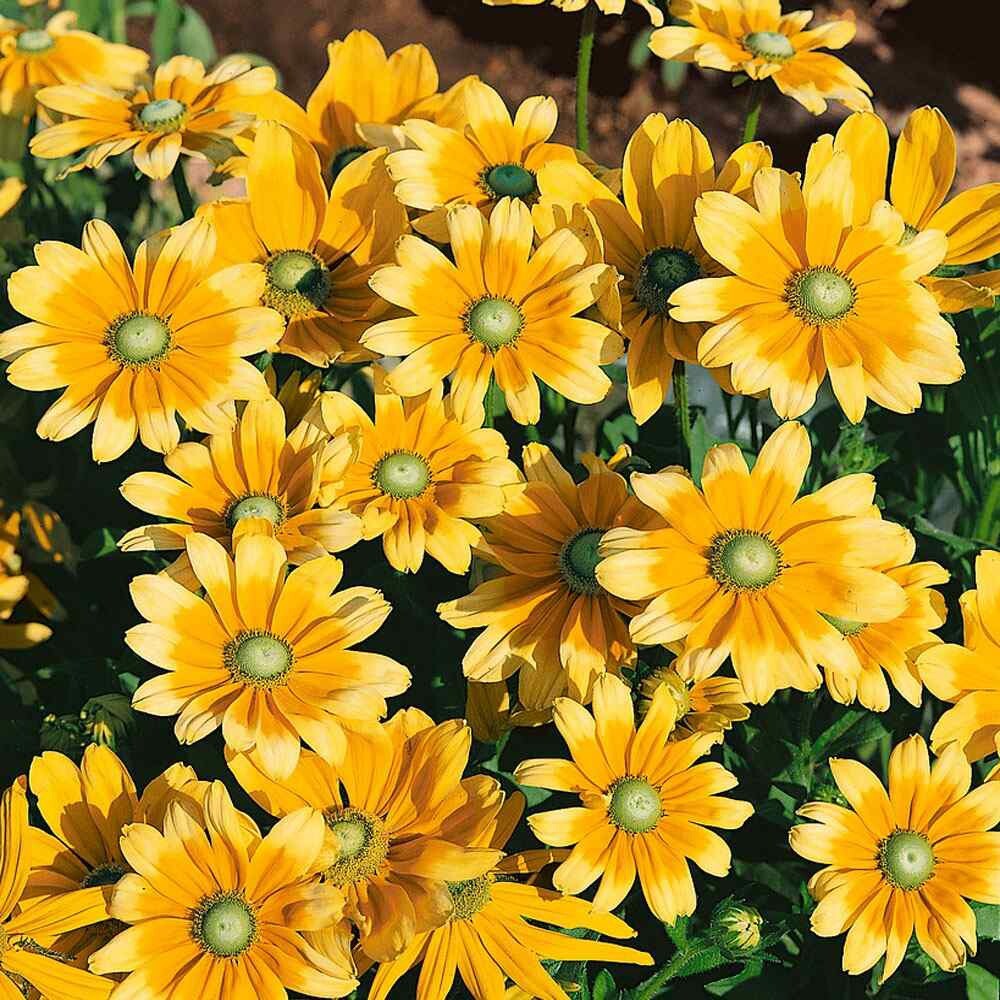 25+ Rudbeckia Hirta Seeds – Green Eyes | Wildflower Attracts Pollinators – USA T