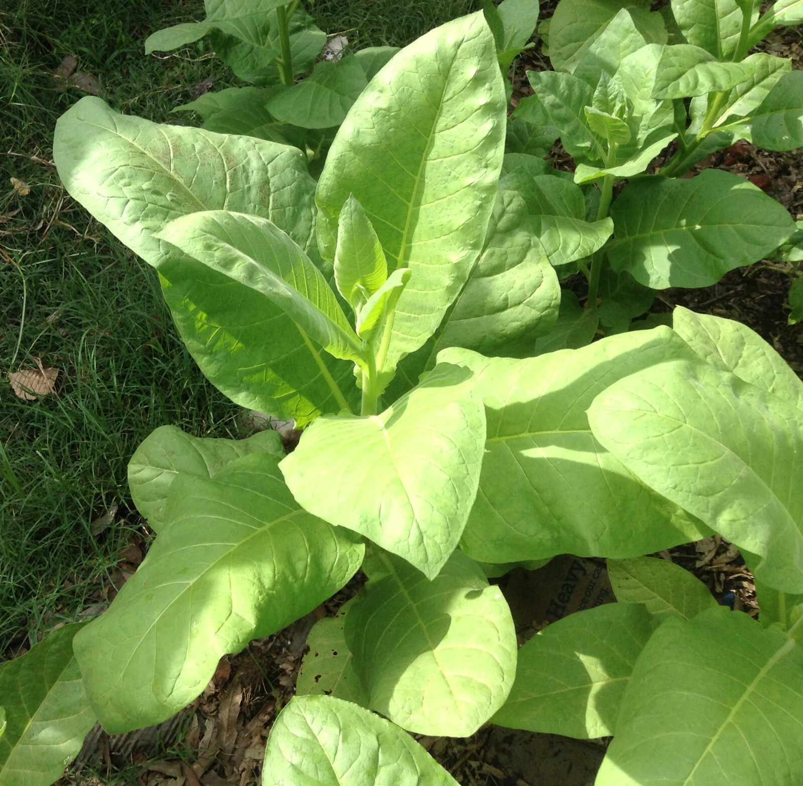 Connecticut Broadleaf tobacco seeds (1000+ seeds)